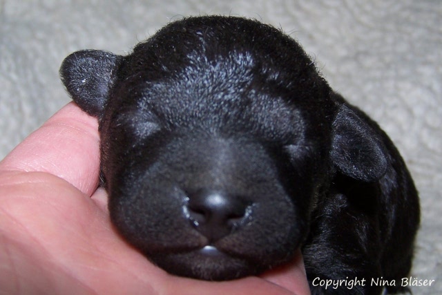 Arc-en-ciel Arlequin 19012008 (6).JPG